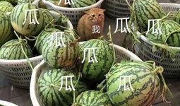 黑料吃瓜网apk普通安装 